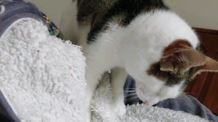 Post 10 by frank_n_kitten on Instagram (video)