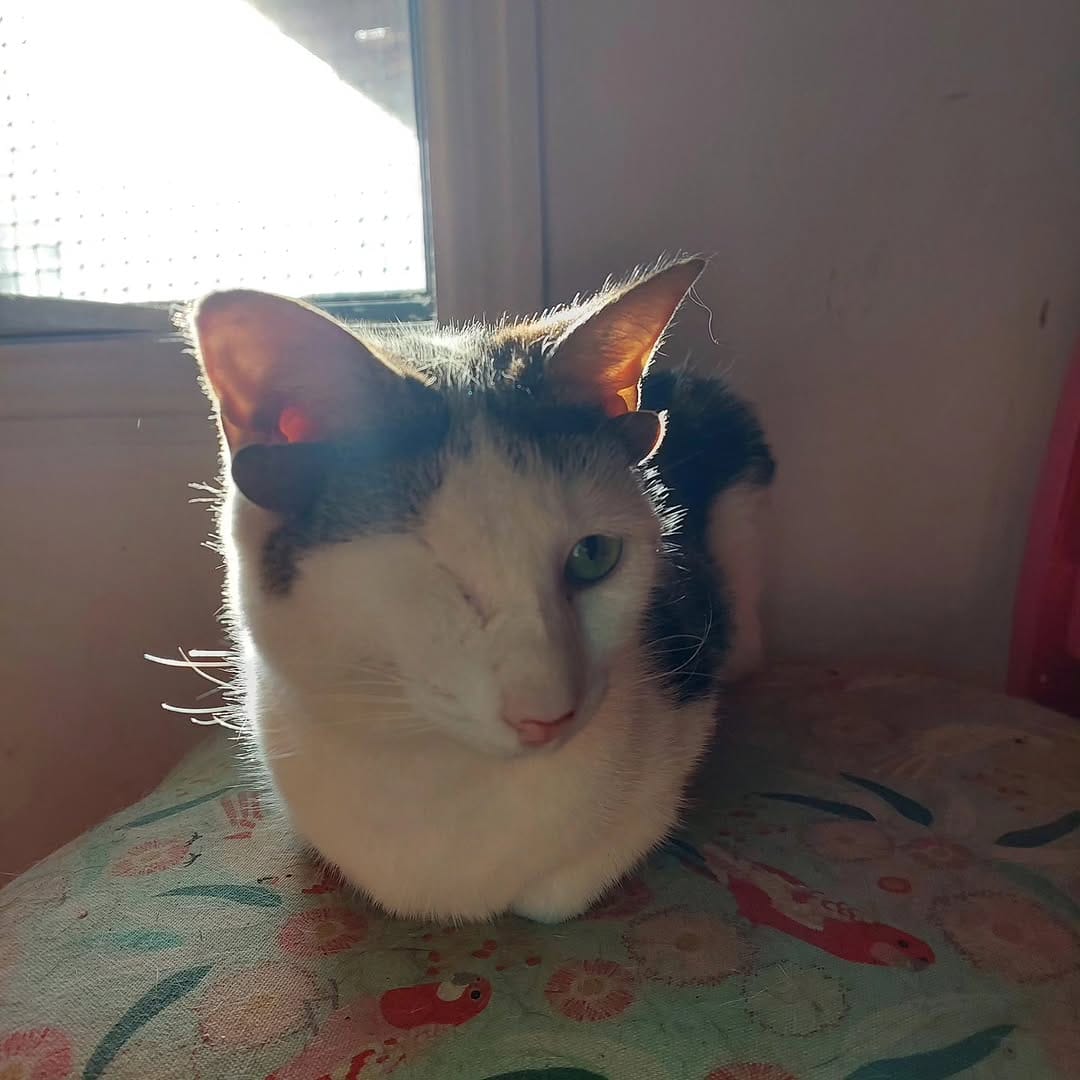 Post 4 by frank_n_kitten on Instagram (image)