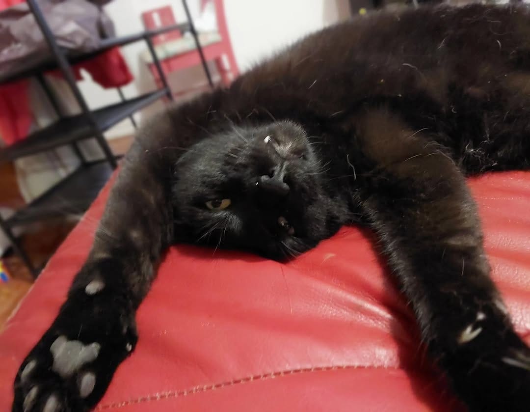 Post 2 by frank_n_kitten on Instagram (image)