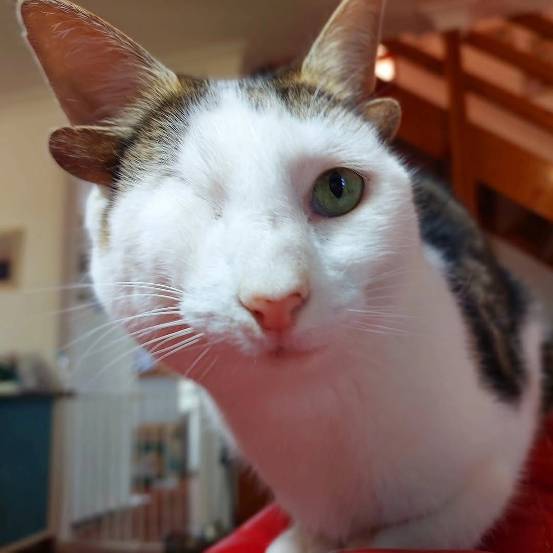 Post 3 by frank_n_kitten on Instagram (image)