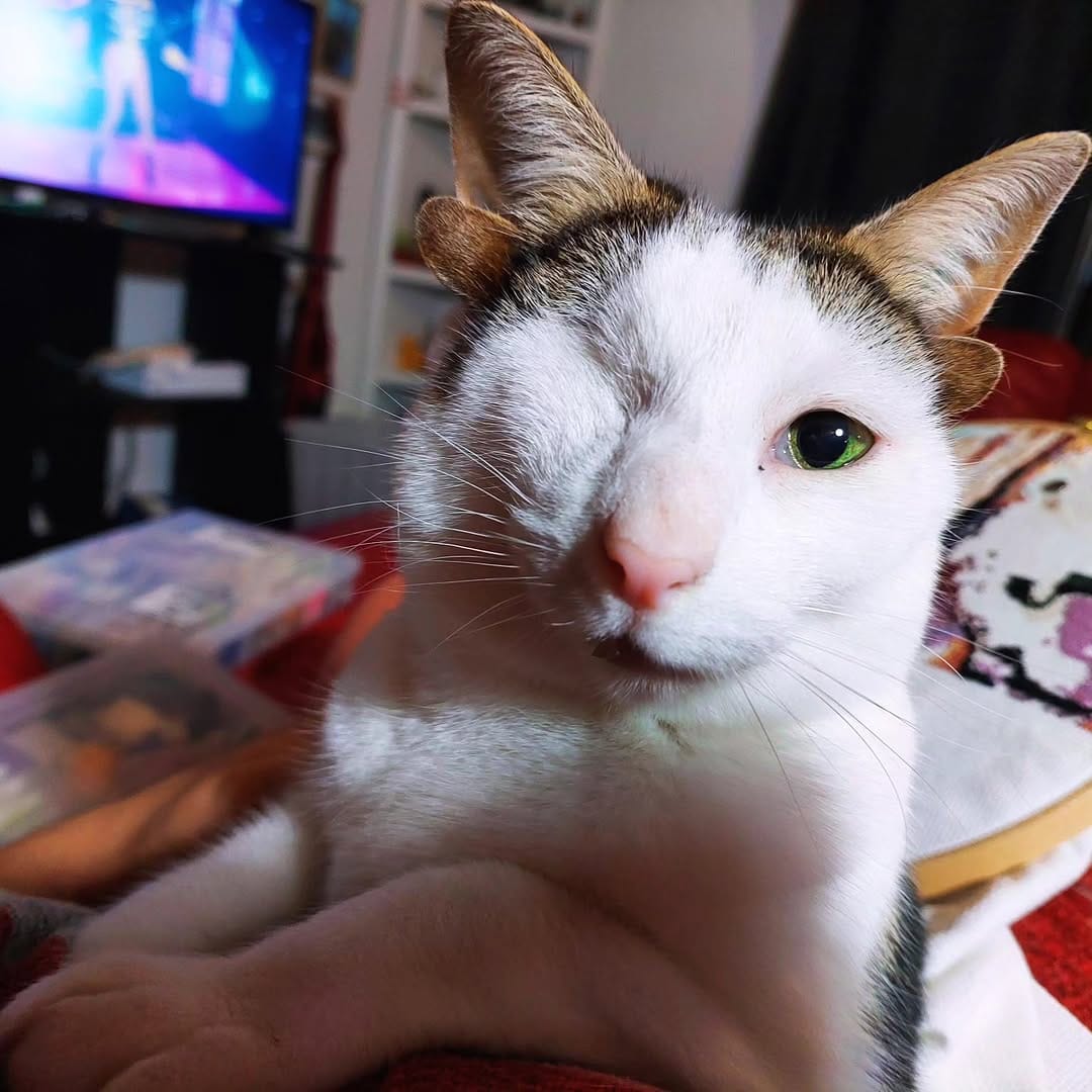 Post 7 by frank_n_kitten on Instagram (image)