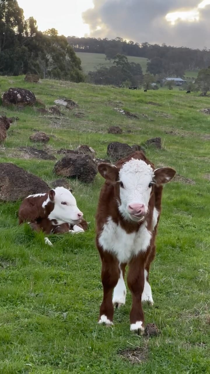 Post 7 by Upland Farm Denmark W.A on Instagram (video)