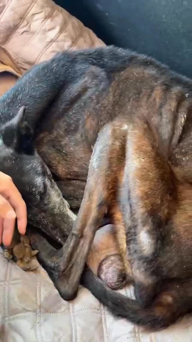 Post 3 by Adopta_victoriachile🐾 on Instagram (video)