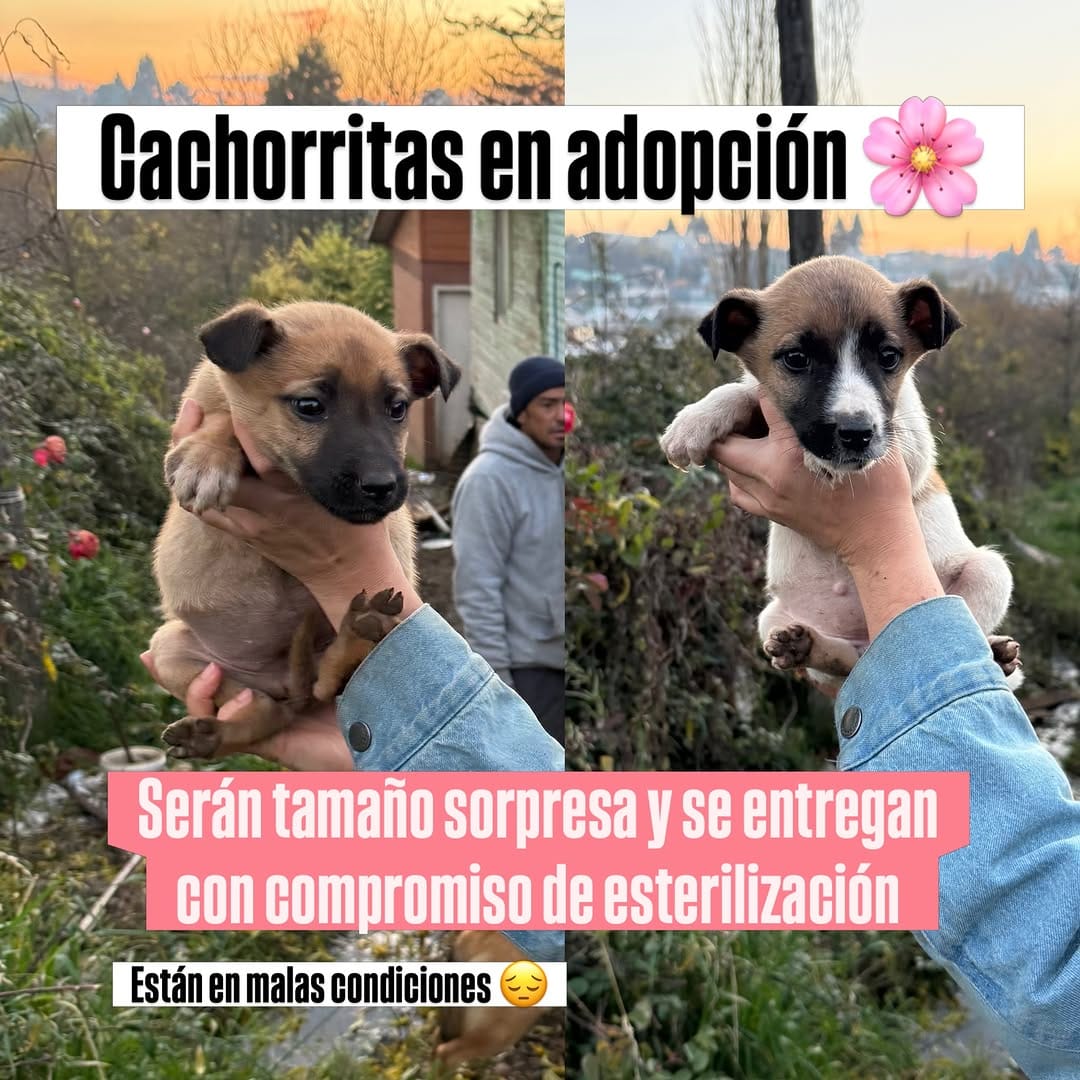 Post 8 by Adopta_victoriachile🐾 on Instagram (image)