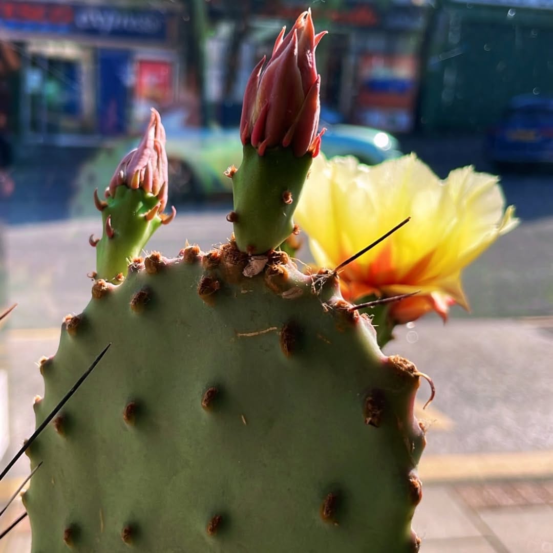 Post 3 by Plants & Papers Cymru on Instagram (carousel)