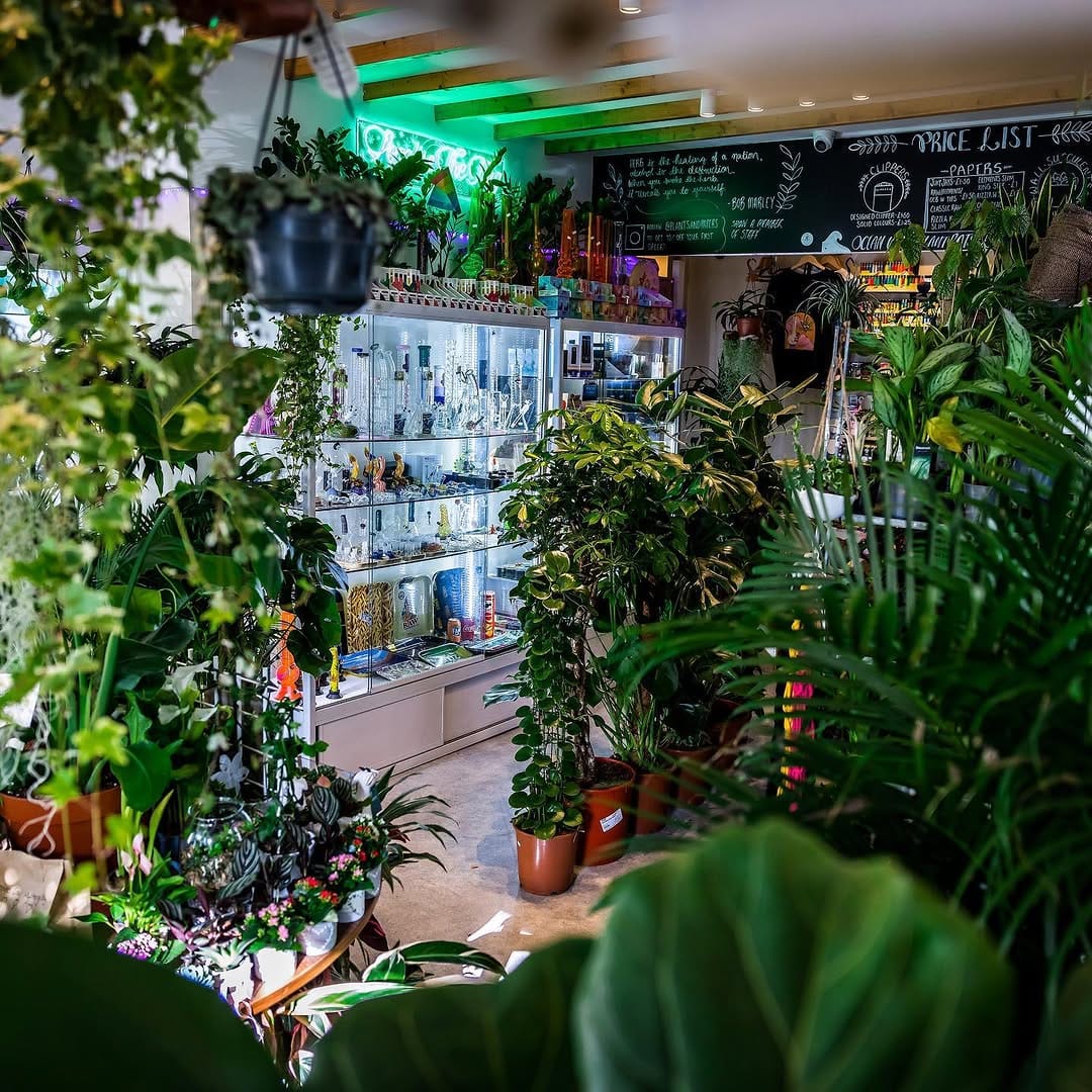 Post 8 by Plants & Papers Cymru on Instagram (image)