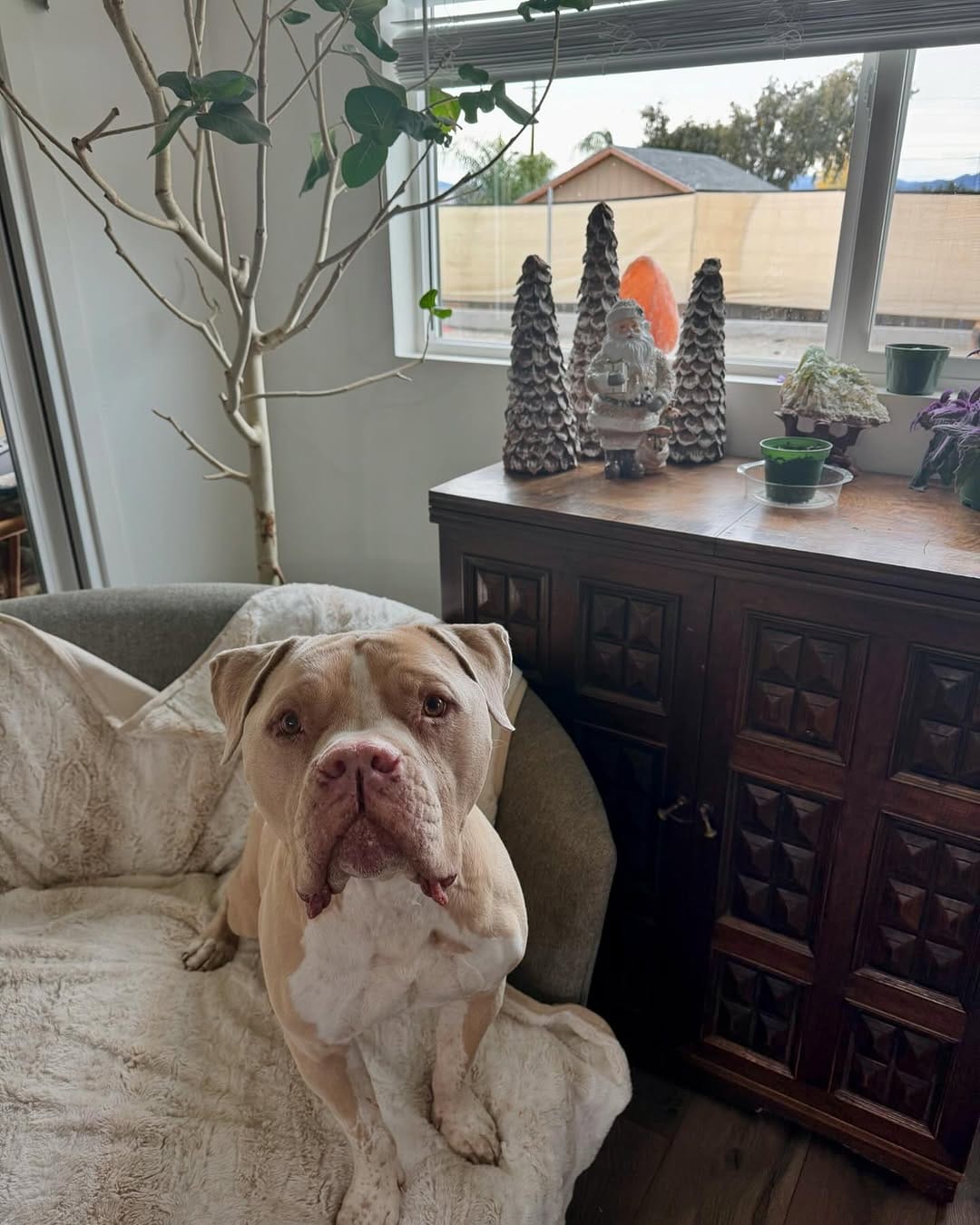 Post 4 by Chief Thomas on Instagram (image)