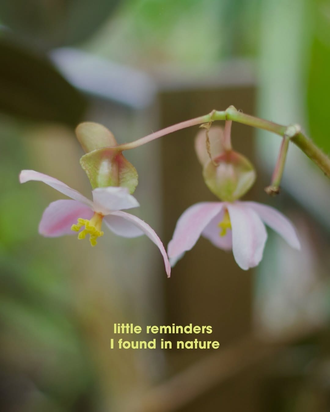 Post 6 by Vivatia Plants | Botanical Art + Installations on Instagram (carousel)