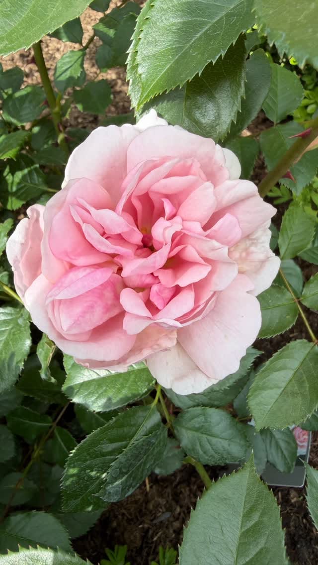 Post 5 by Natalie Rushdie on Instagram (video)