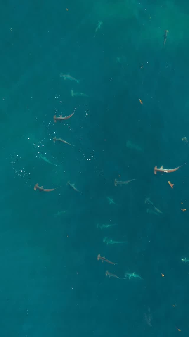 Post 3 by Mitchell Clarke - Perth on Instagram (video)