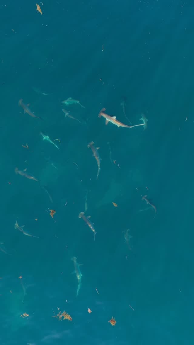 Post 6 by Mitchell Clarke - Perth on Instagram (video)