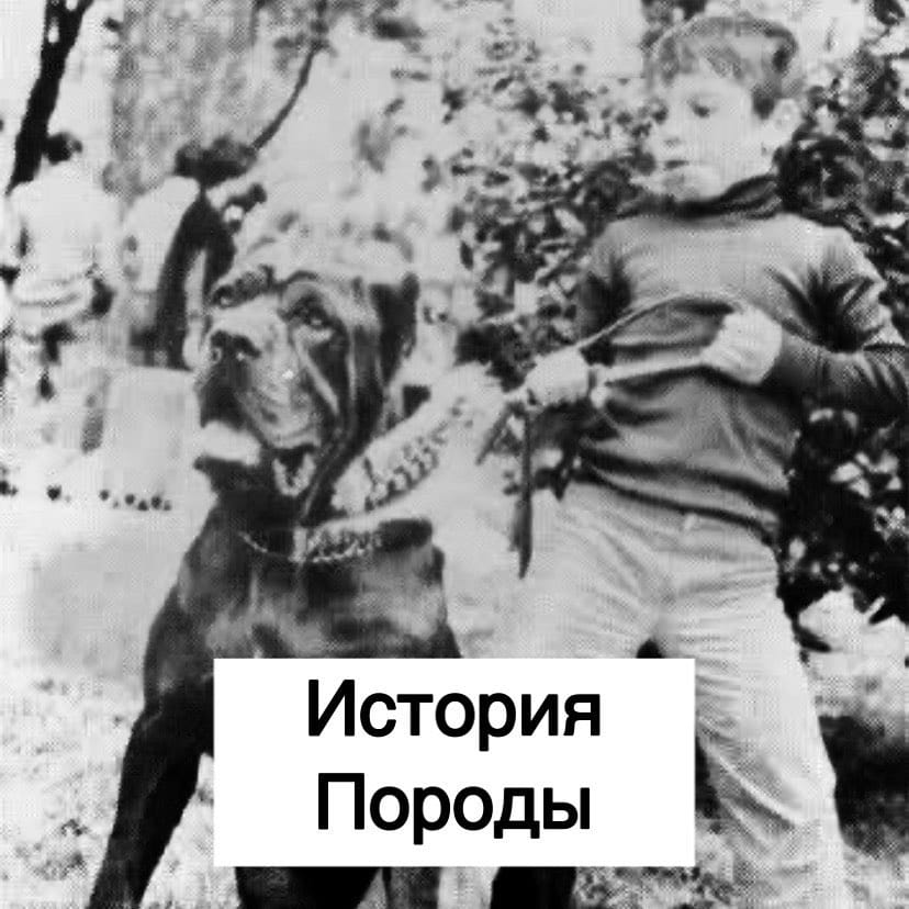 Post 4 by КАНЕ КОРСО ❤ ВЯЗКА ЛАБИНСК on Instagram (carousel)
