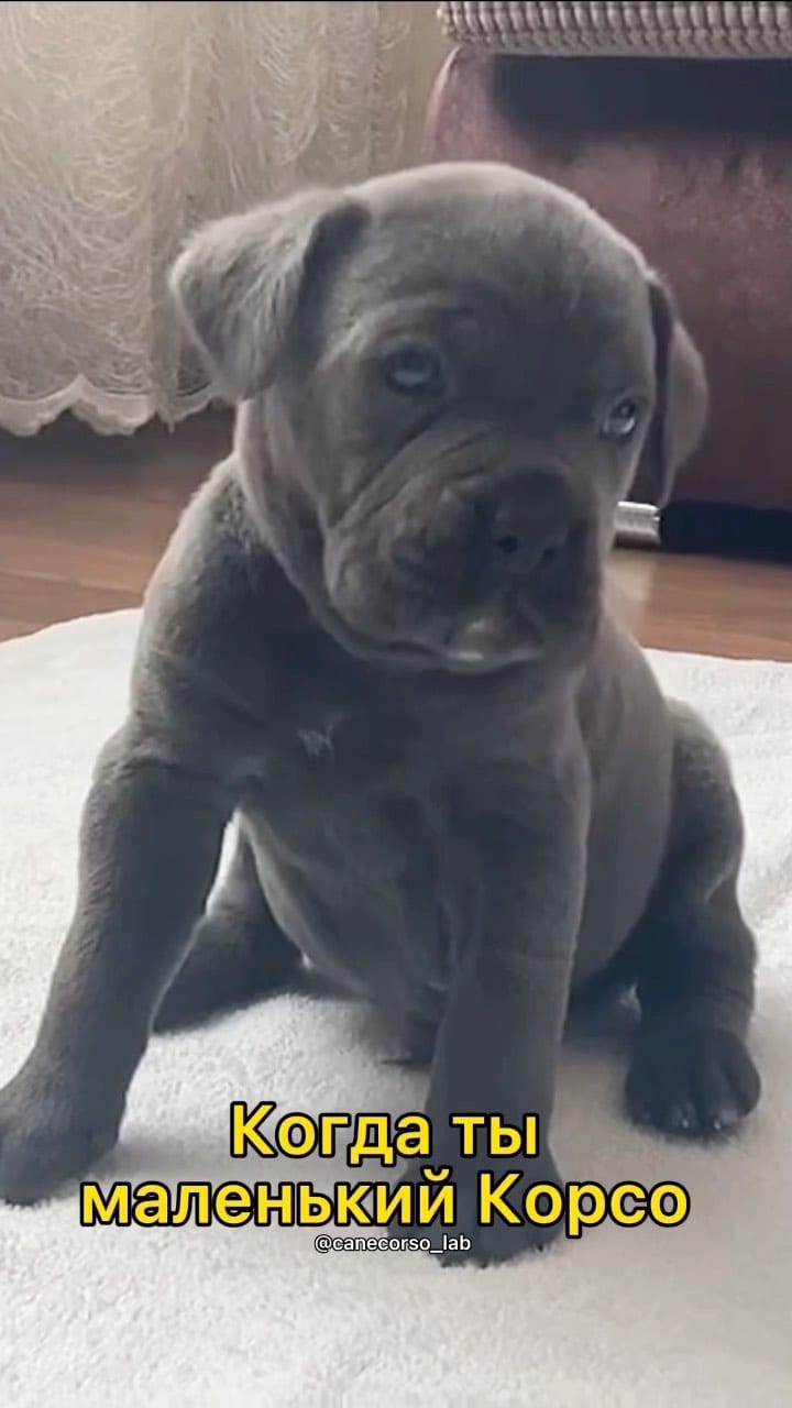 Post 2 by КАНЕ КОРСО ❤ ВЯЗКА ЛАБИНСК on Instagram (video)