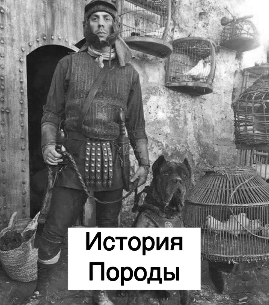 Post 6 by КАНЕ КОРСО ❤ ВЯЗКА ЛАБИНСК on Instagram (carousel)