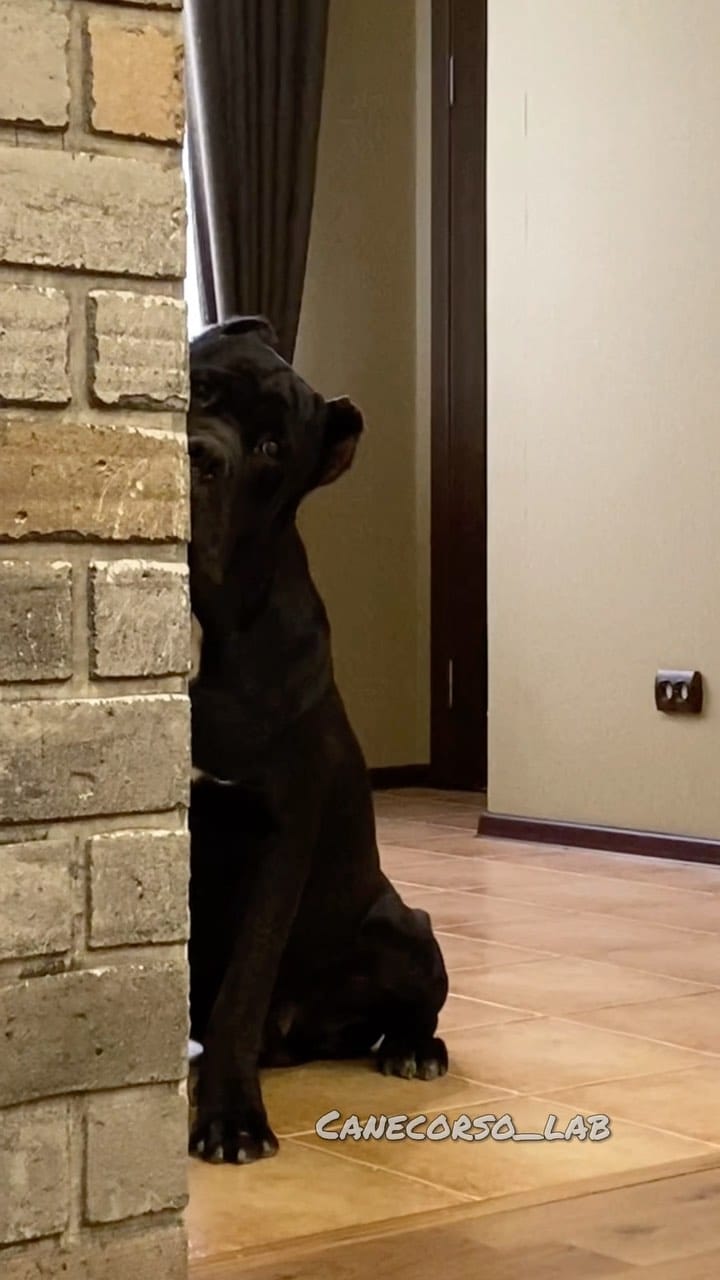 Post 7 by КАНЕ КОРСО ❤ ВЯЗКА ЛАБИНСК on Instagram (video)