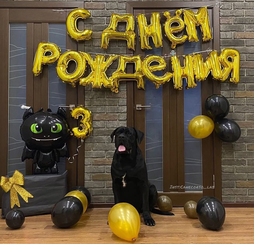 Post 8 by КАНЕ КОРСО ❤ ВЯЗКА ЛАБИНСК on Instagram (image)