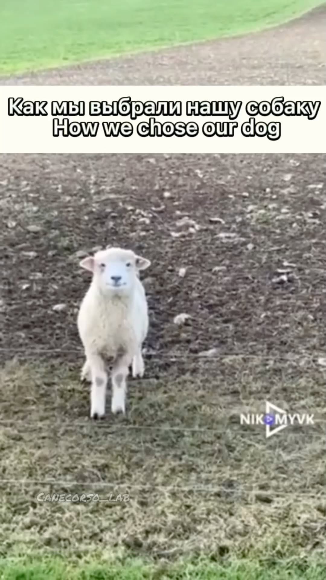 Post 5 by КАНЕ КОРСО ❤ ВЯЗКА ЛАБИНСК on Instagram (video)