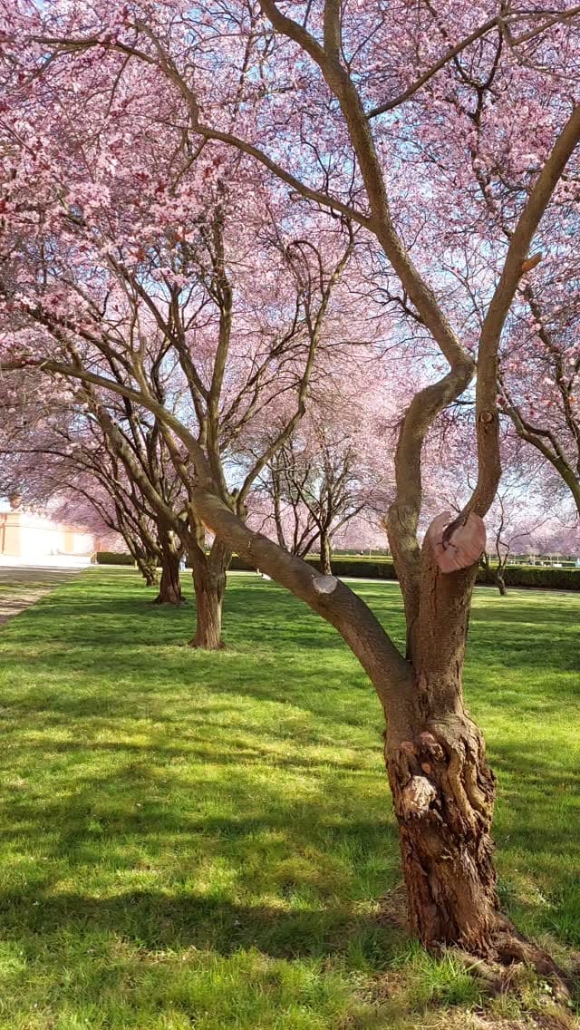 Post 5 by 𝑽𝒊𝒄𝒕𝒐𝒓𝒊𝒂🌿 on Instagram (video)