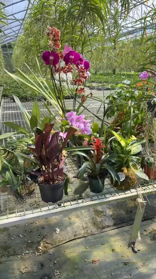 Post 4 by Rare Plant Festival on Instagram (video)