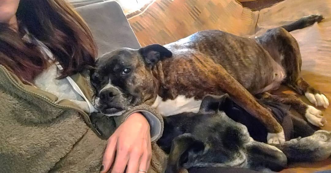Post 5 by Come check us out! 🐶 on Instagram (image)