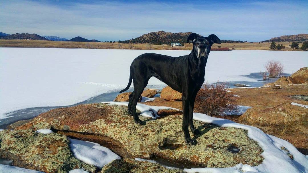 Post 8 by Come check us out! 🐶 on Instagram (image)