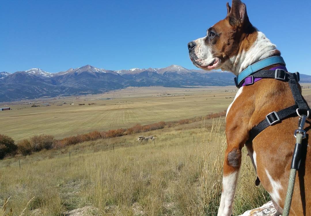 Post 7 by Come check us out! 🐶 on Instagram (image)