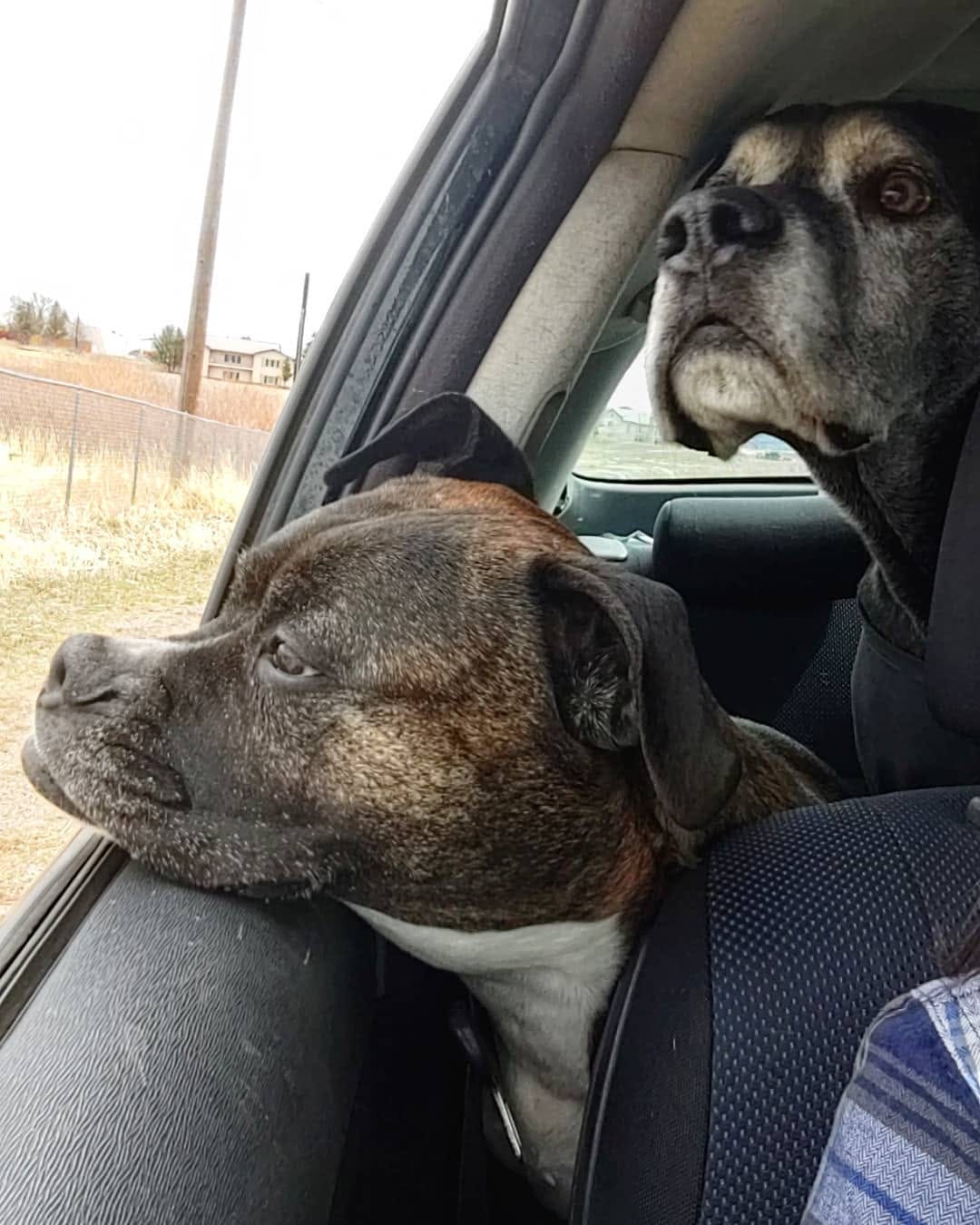 Post 2 by Come check us out! 🐶 on Instagram (image)