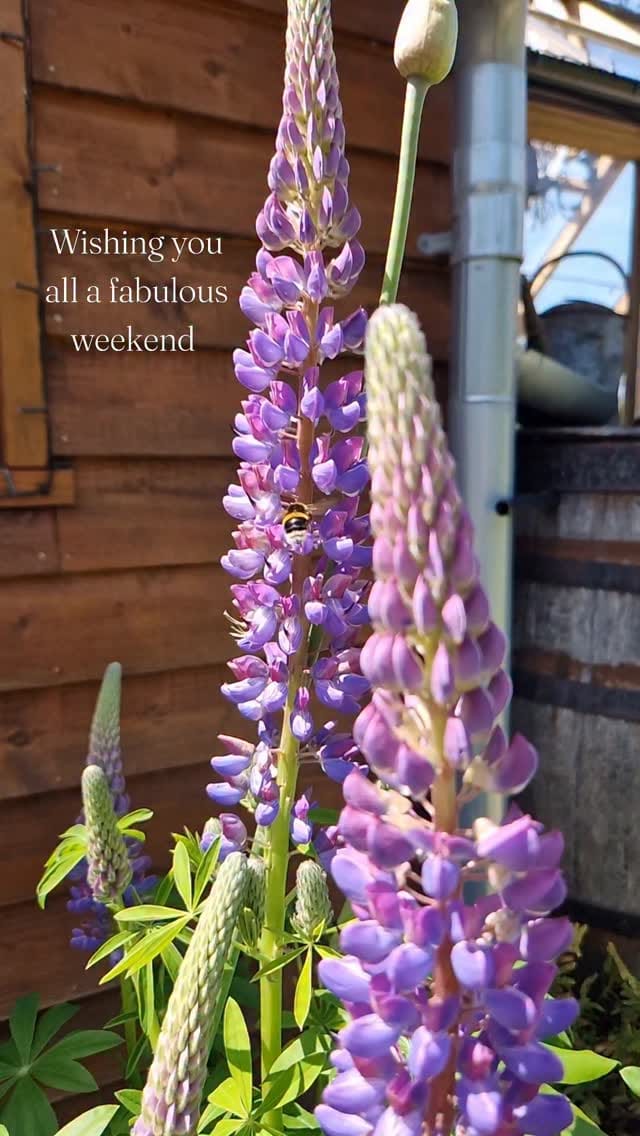 Post 4 by cow_mans_cottage on Instagram (video)