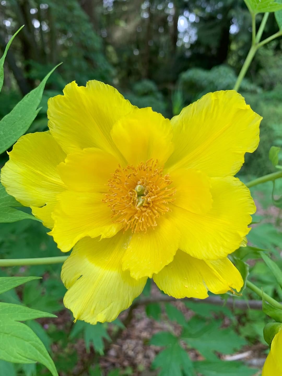 Post 2 by Arboretum Foundation on Instagram (carousel)