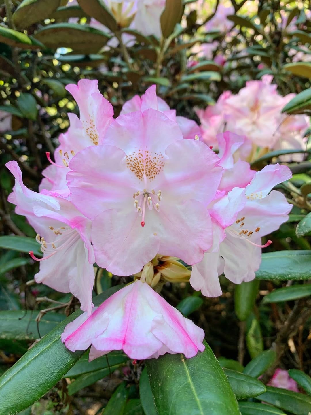 Post 4 by Arboretum Foundation on Instagram (carousel)