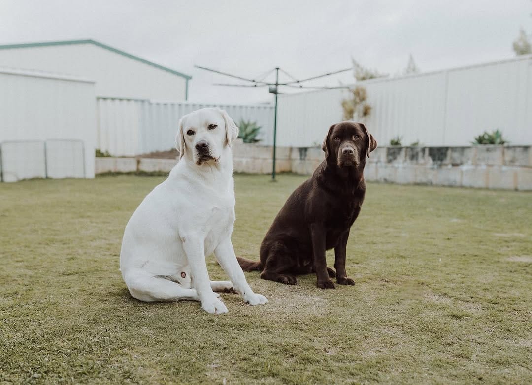 Post 4 by Utah & Walter on Instagram (image)