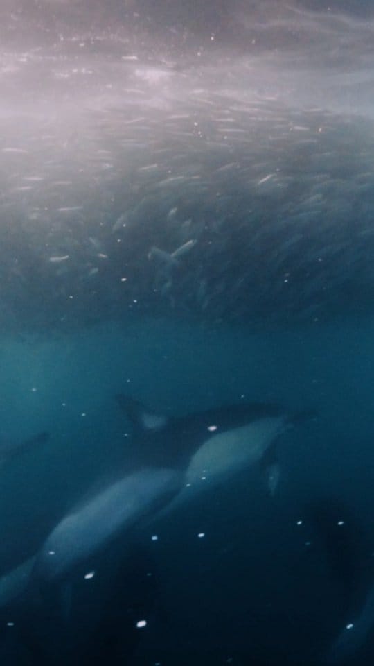 Post 8 by James Craig Watters on Instagram (video)