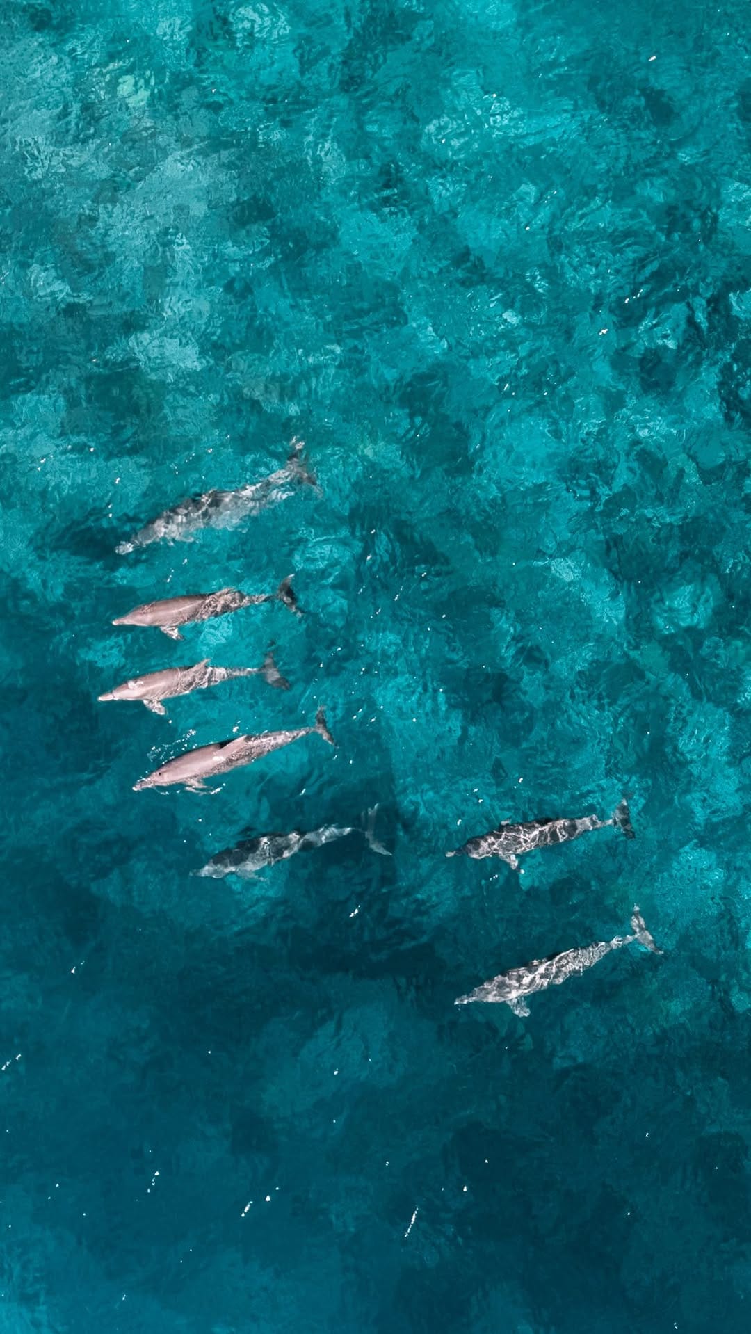 Post 1 by VERTICAL PIXEL on Instagram (video)