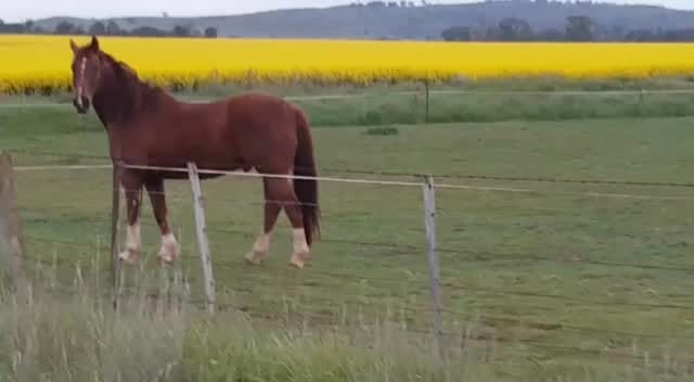 Post 3 by Eid Ghadban on Instagram (video)