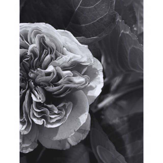 Post 3 by Westlakes Photography on Instagram (image)