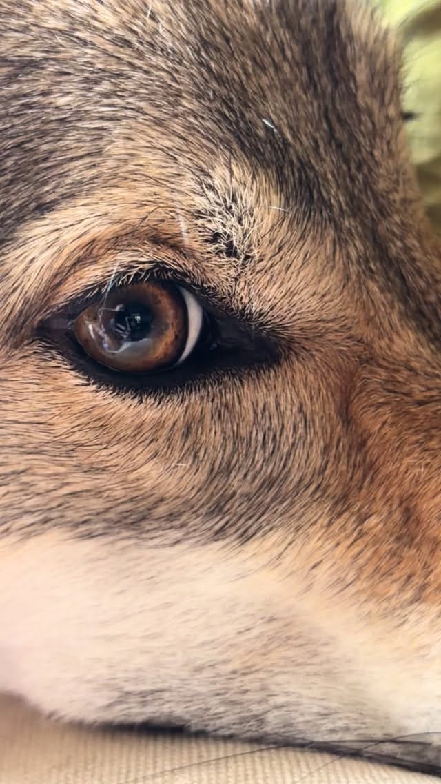 Post 6 by The S🍏cial Gardener on Instagram (video)