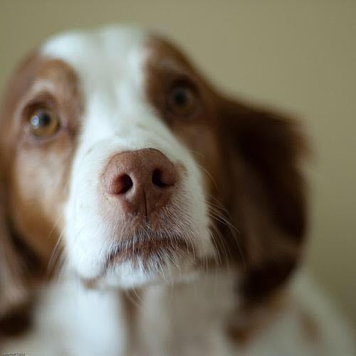 Post 2 by CoPuppy on Instagram (image)