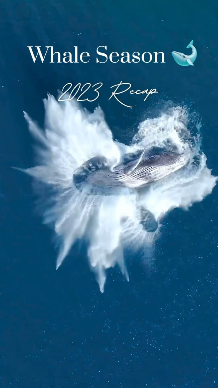 Post 10 by Lili Roessel Photography on Instagram (video)