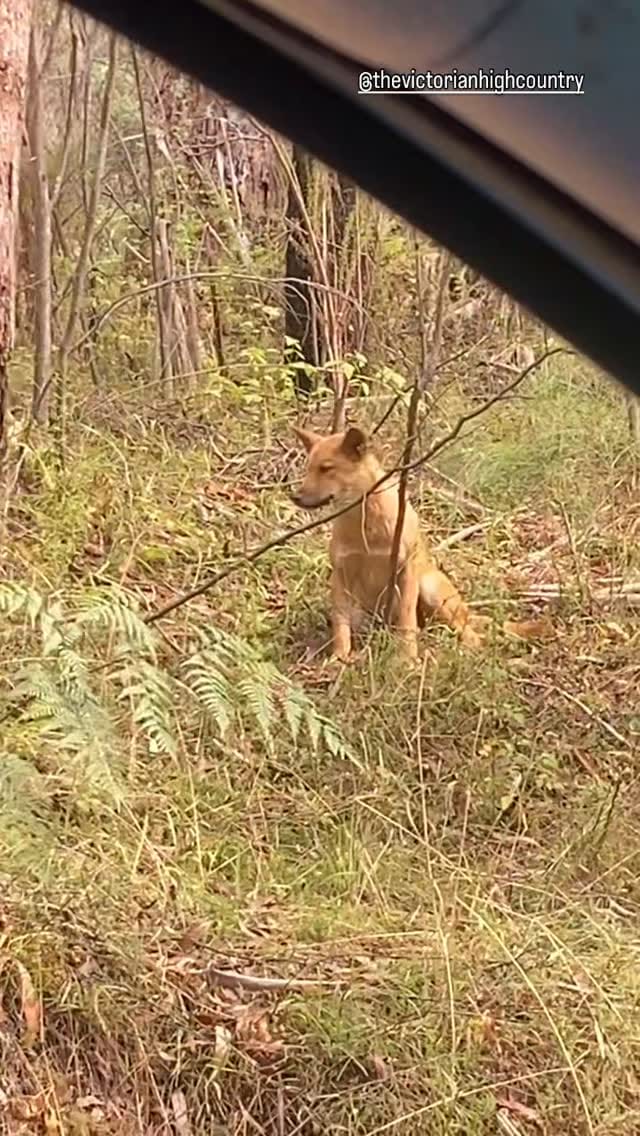 Post 2 by The Victorian High Country on Instagram (video)
