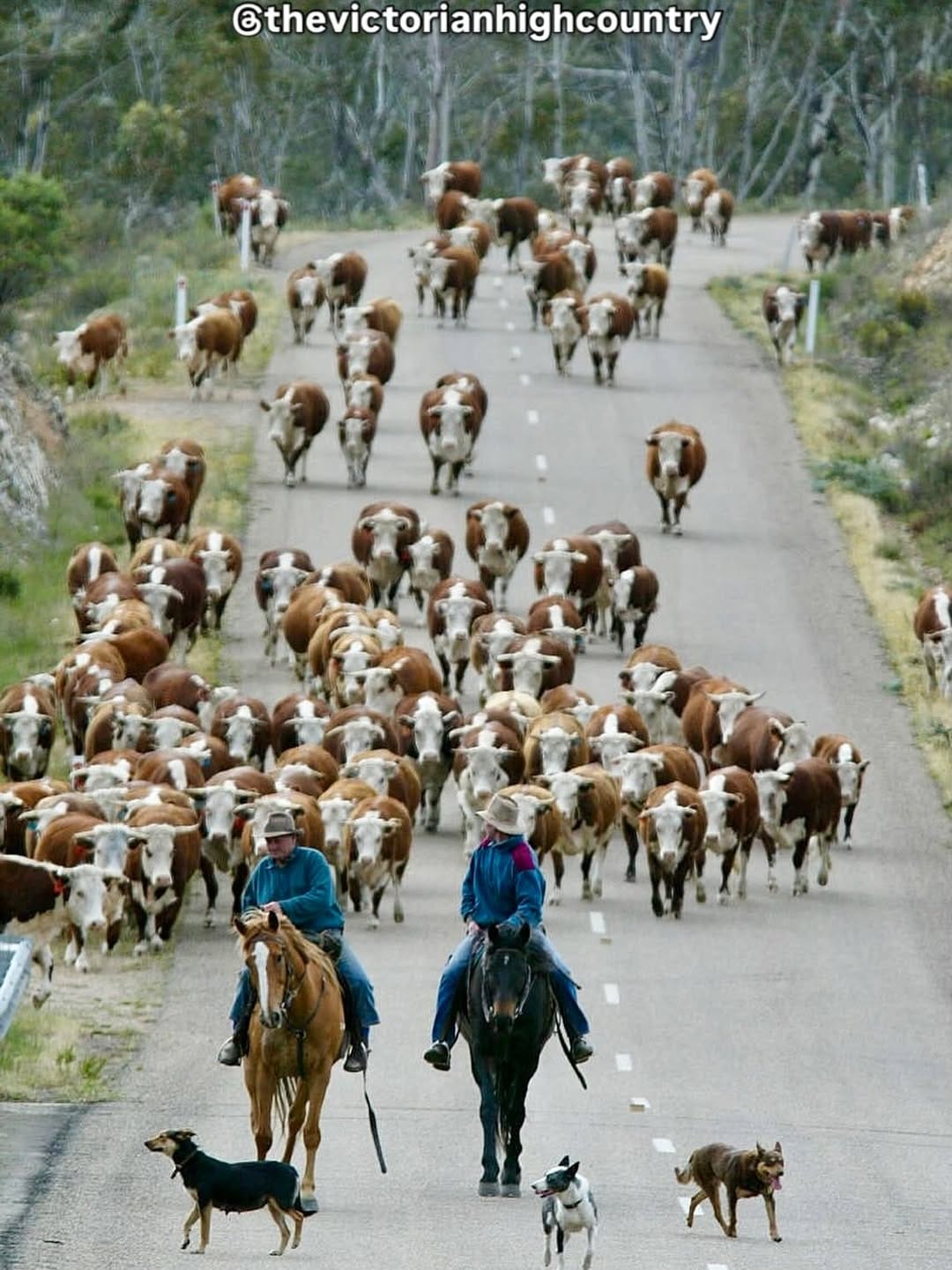 Post 8 by The Victorian High Country on Instagram (image)