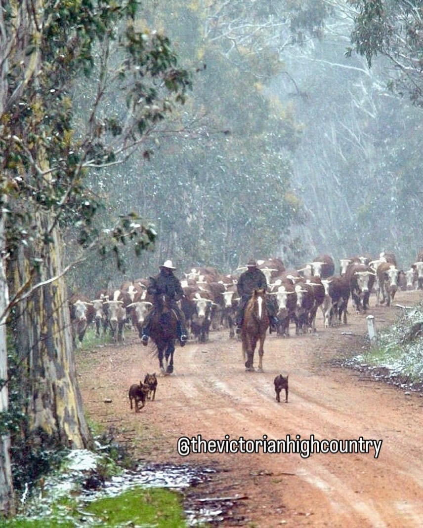 Post 6 by The Victorian High Country on Instagram (image)