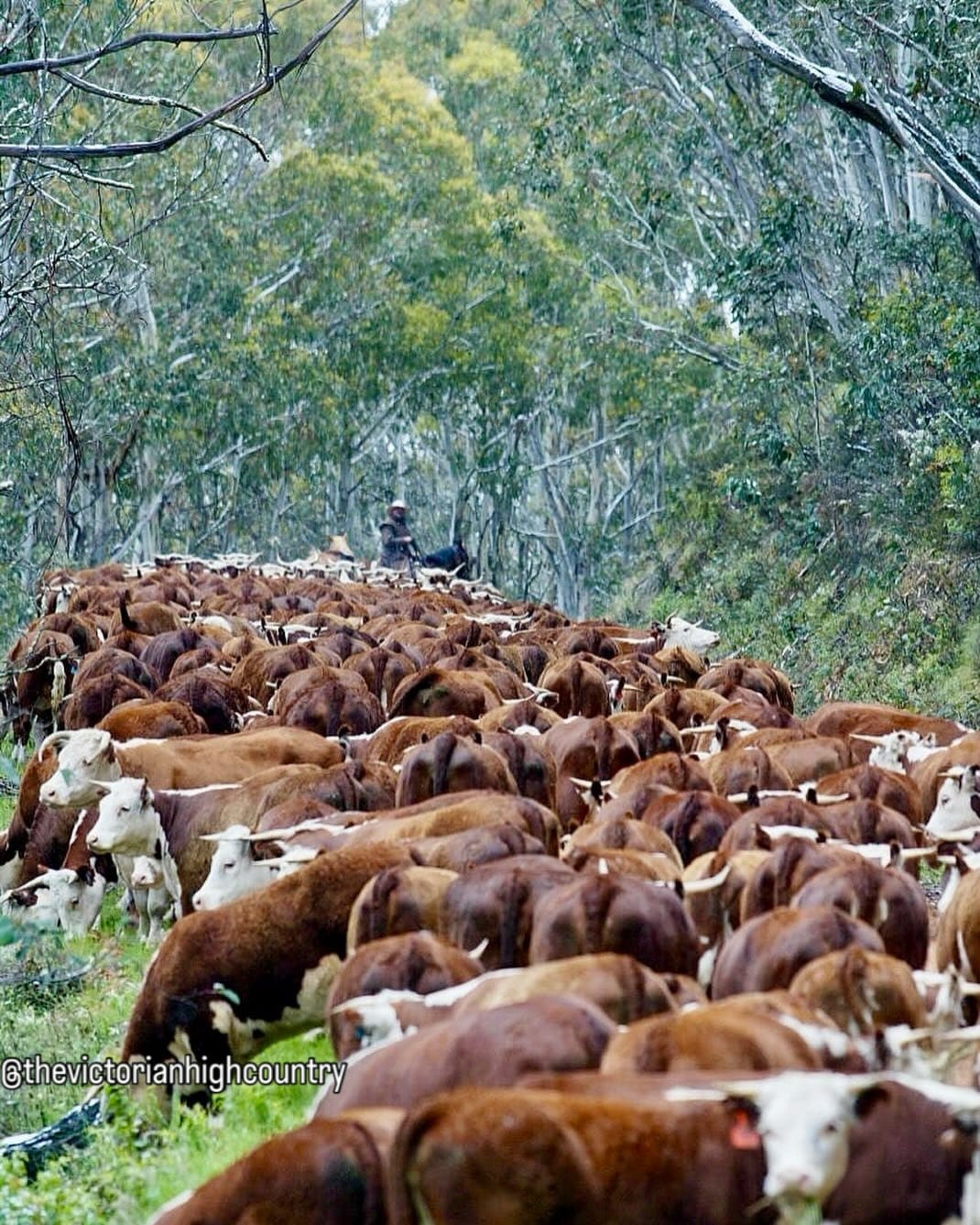 Post 5 by The Victorian High Country on Instagram (image)