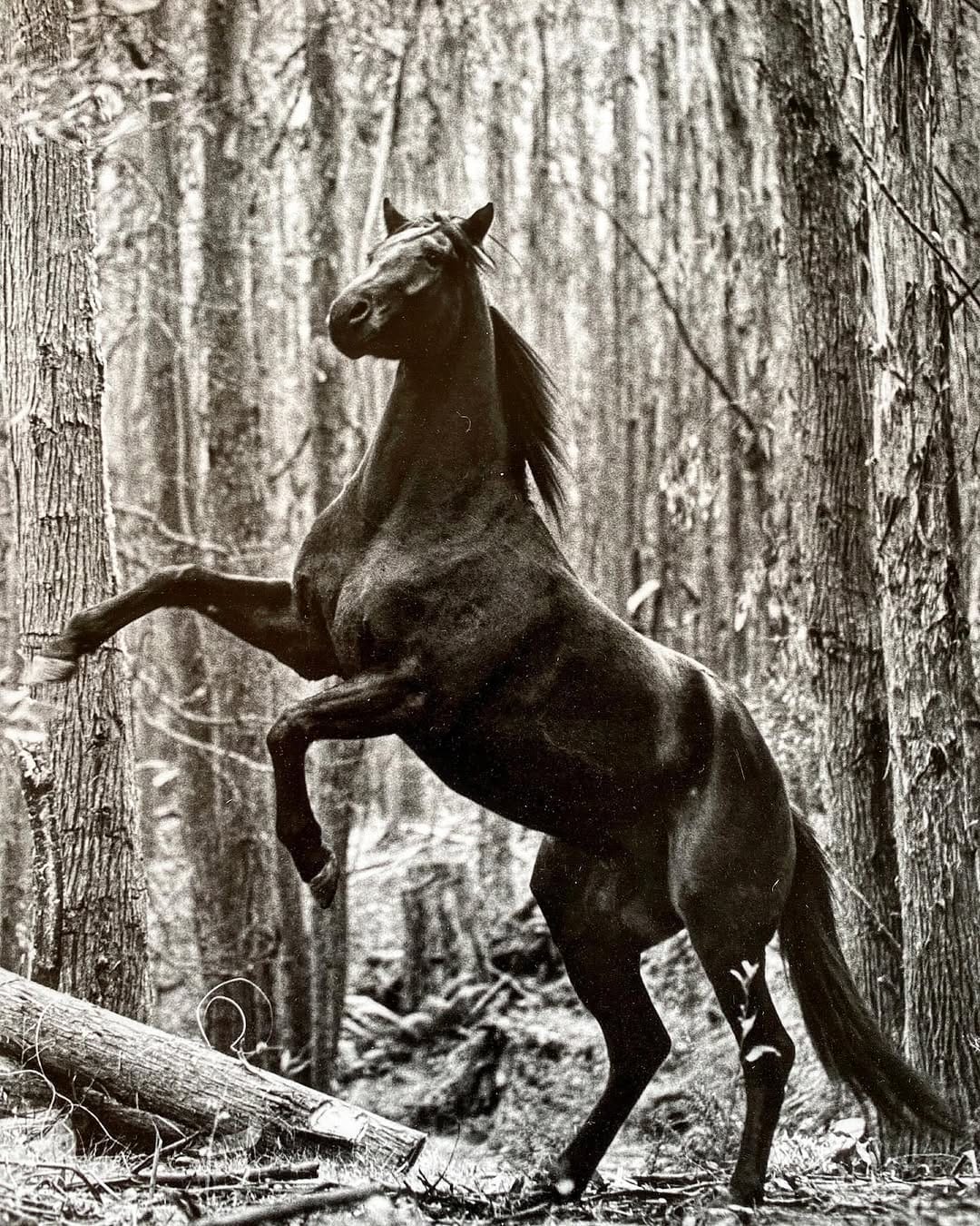 Post 10 by The Victorian High Country on Instagram (image)