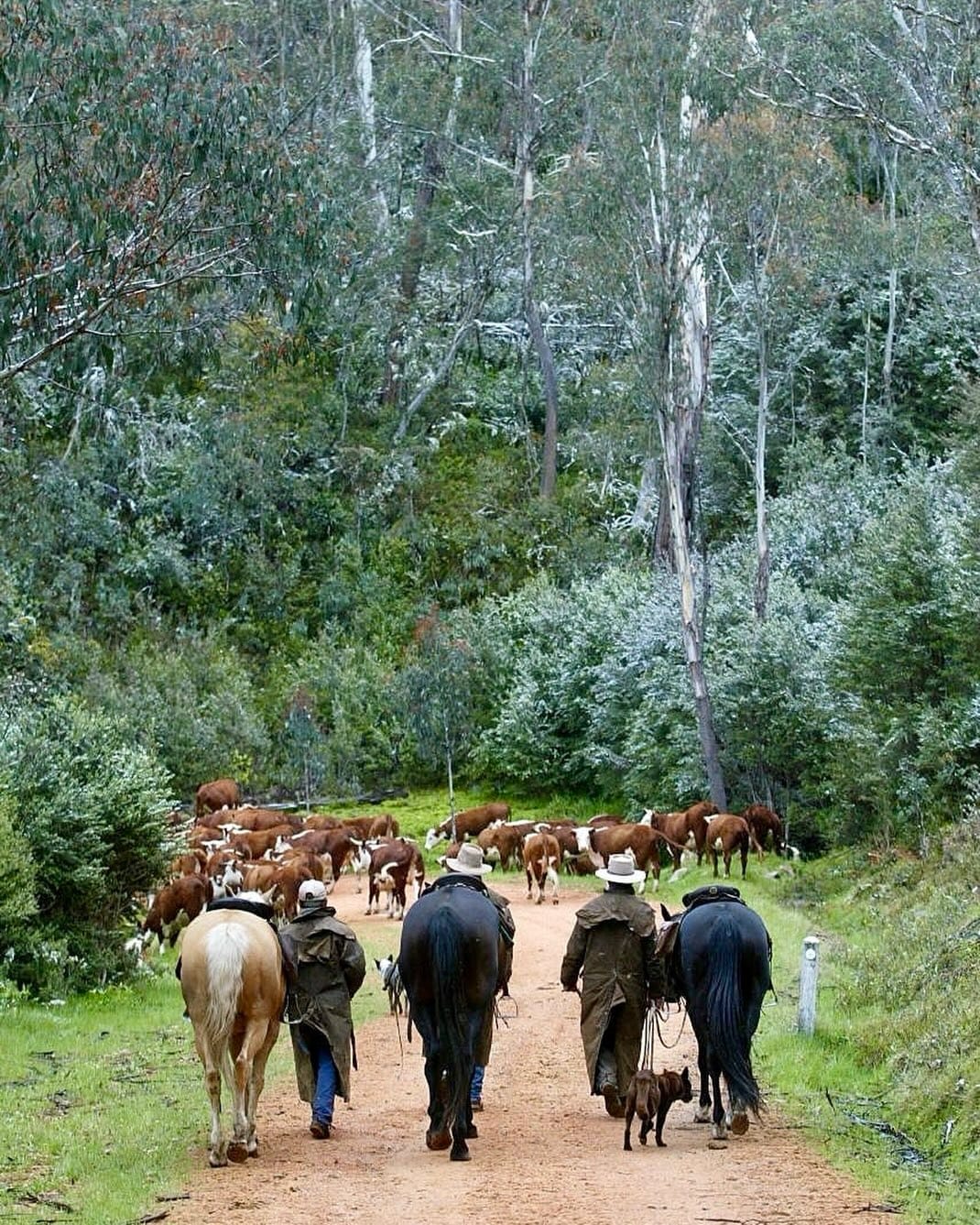Post 7 by The Victorian High Country on Instagram (image)