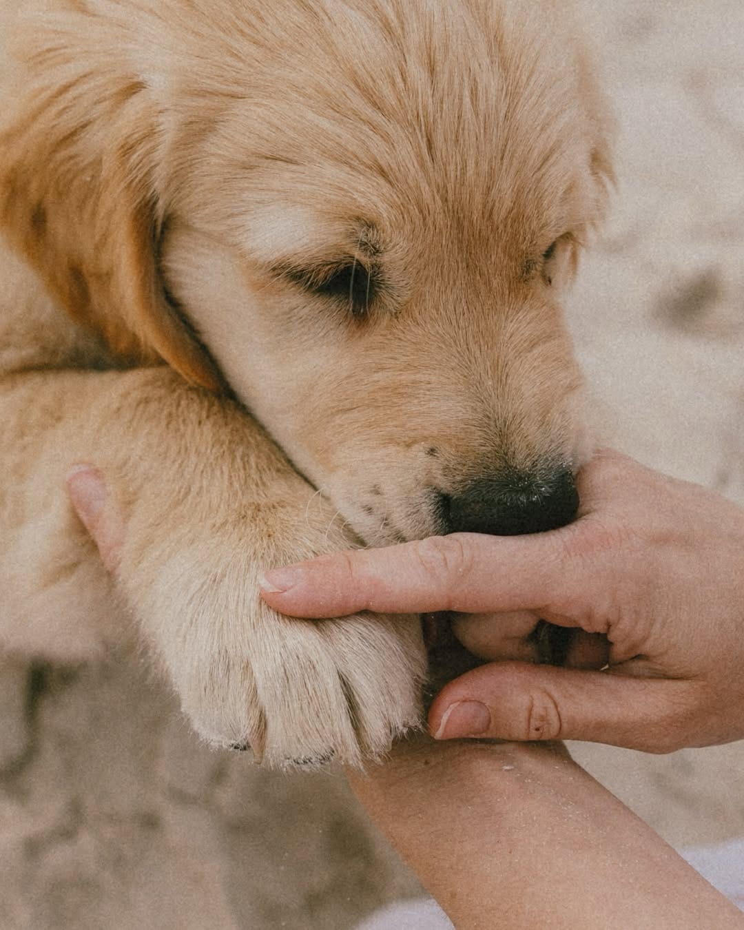 Post 5 by Annie Catford - Adelaide family photographer on Instagram (carousel)