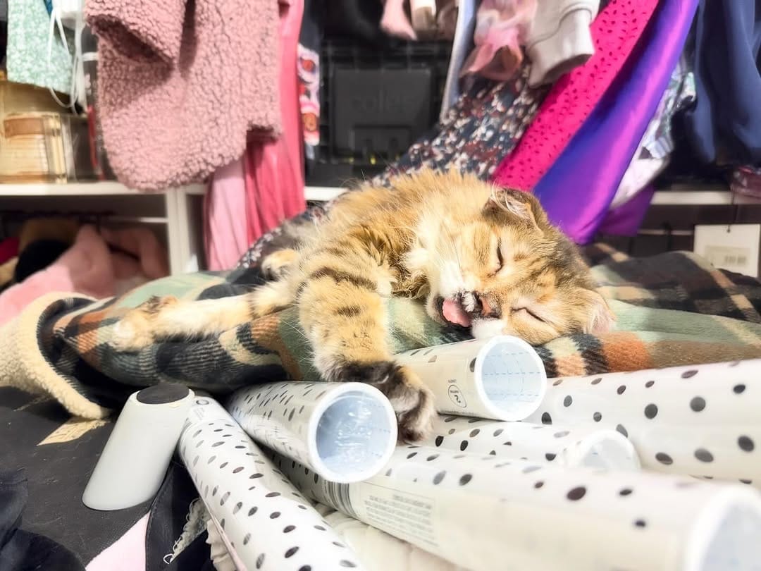 Post 10 by The Sweetest Meow on Instagram (carousel)