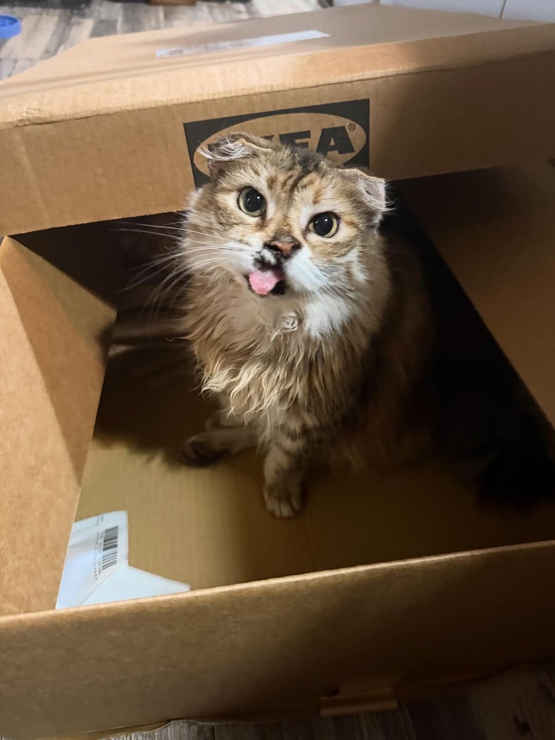 Post 3 by The Sweetest Meow on Instagram (carousel)