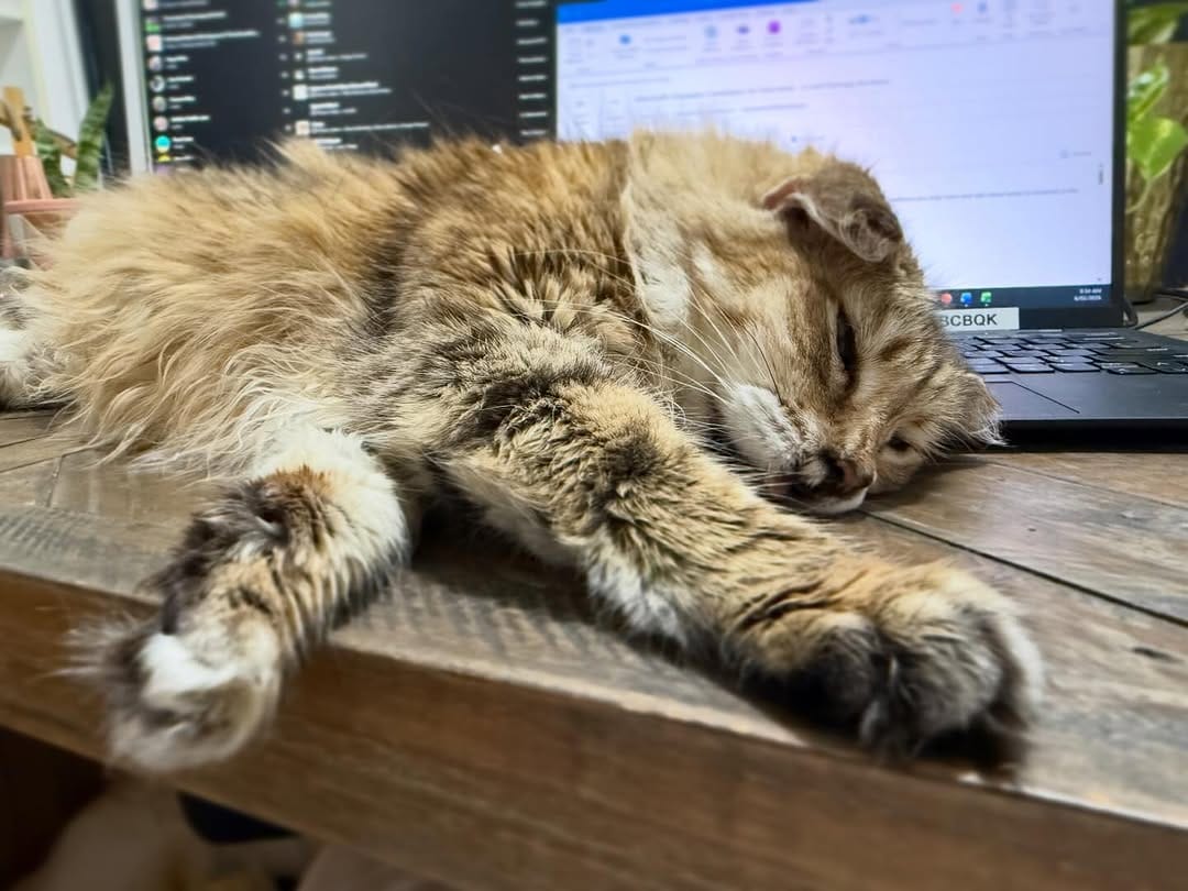 Post 9 by The Sweetest Meow on Instagram (carousel)