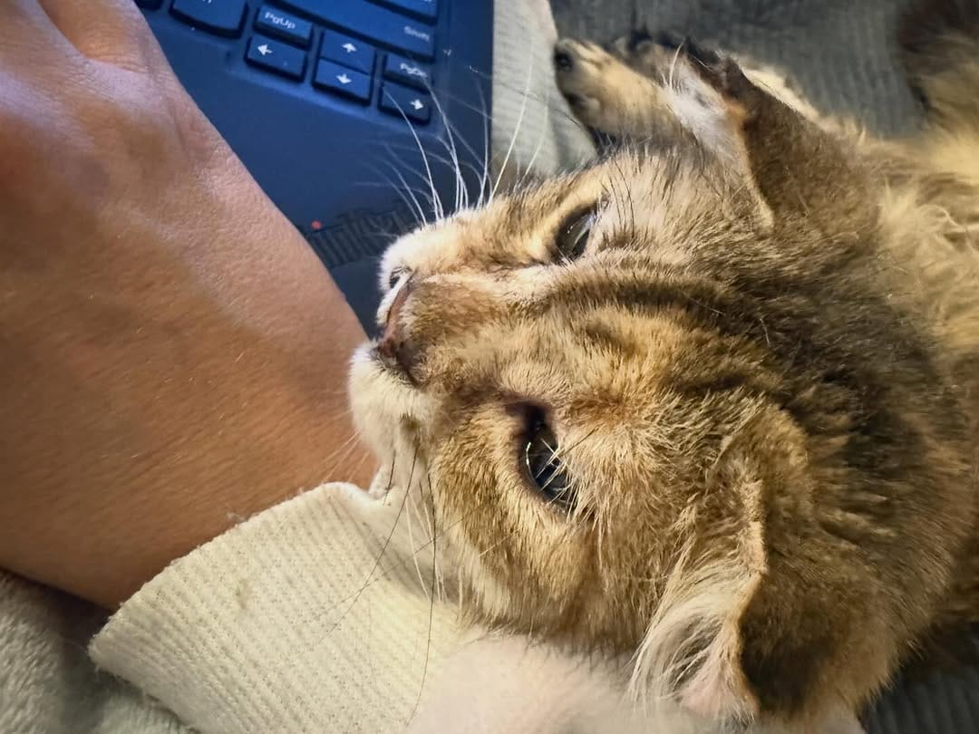 Post 6 by The Sweetest Meow on Instagram (carousel)