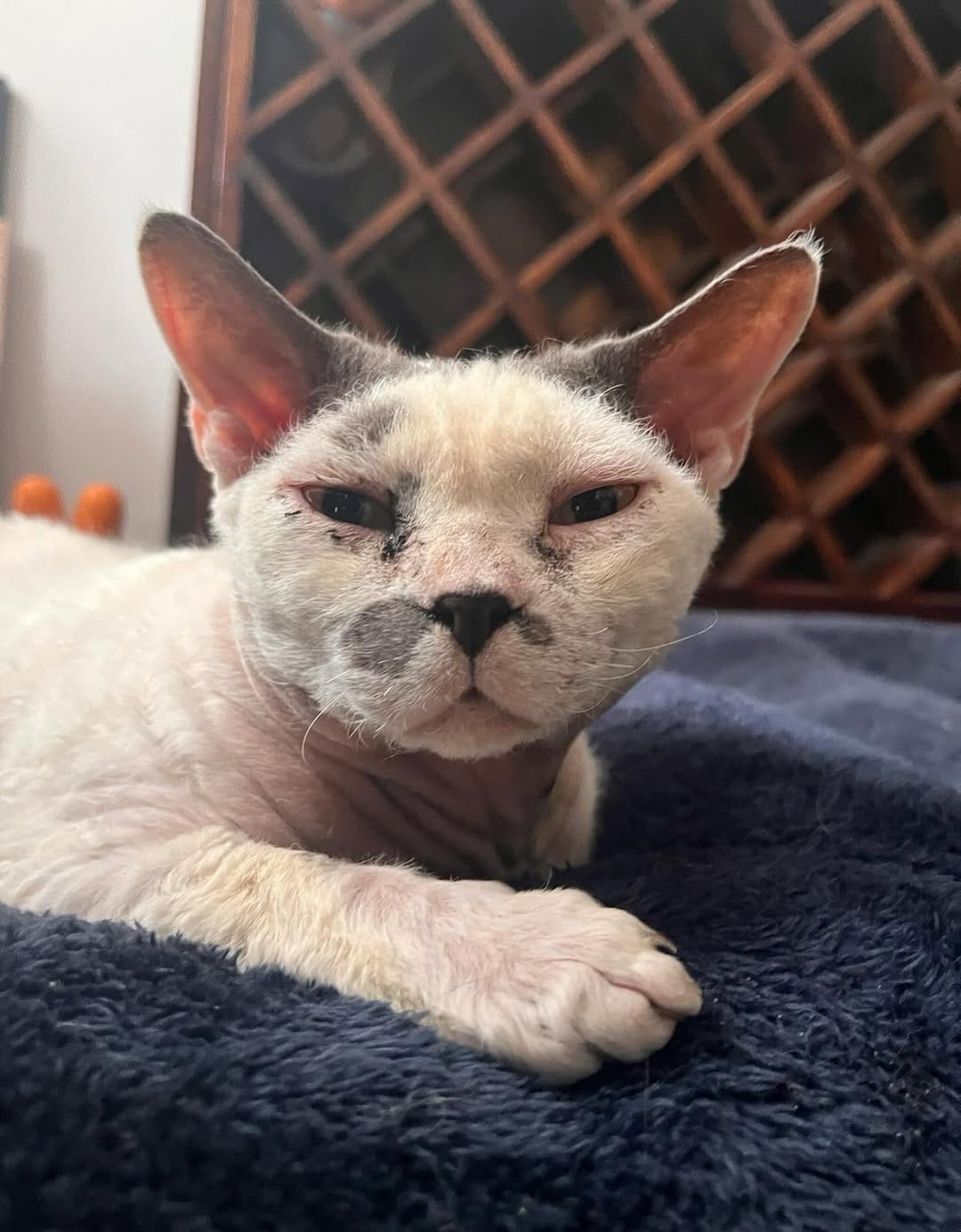 Post 7 by The Sweetest Meow on Instagram (image)